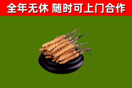 延庆区回收散虫草