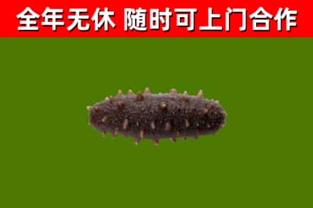 延庆区回收海参干